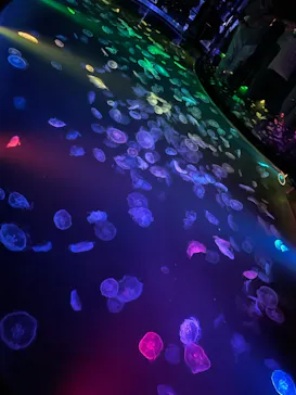 すみだ水族館に投稿された画像（2021/8/21）