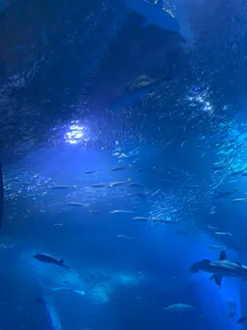 横浜・八景島シーパラダイスに投稿された画像（2021/8/21）