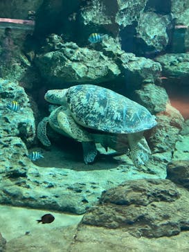 名古屋港水族館に投稿された画像（2021/8/21）