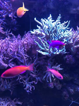 名古屋港水族館に投稿された画像（2021/8/21）