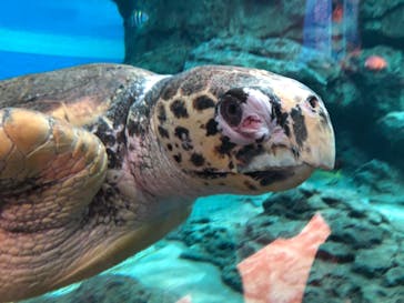 名古屋港水族館に投稿された画像（2021/8/21）