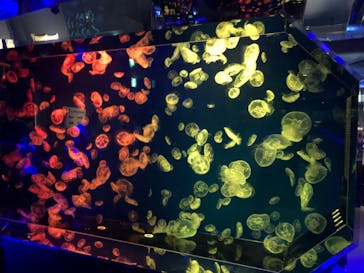 名古屋港水族館に投稿された画像（2021/8/21）