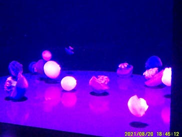 島根県立 しまね海洋館に投稿された画像（2021/8/21）