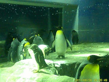 島根県立 しまね海洋館に投稿された画像（2021/8/21）