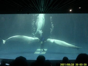 島根県立 しまね海洋館に投稿された画像（2021/8/21）