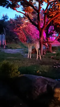 天王寺動物園に投稿された画像（2021/8/21）