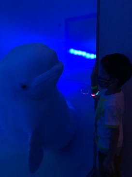 島根県立 しまね海洋館に投稿された画像（2021/8/21）