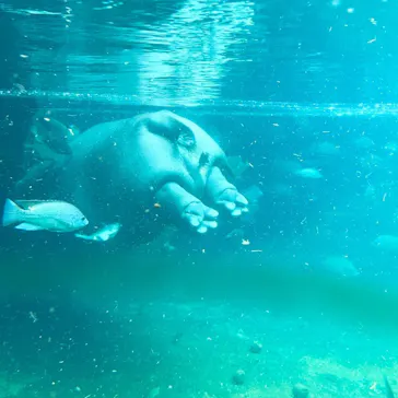 天王寺動物園に投稿された画像（2021/8/21）