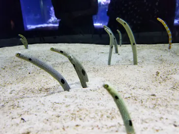 すみだ水族館に投稿された画像（2021/8/21）