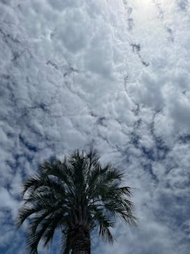 よみうりランド 遊園地に投稿された画像（2021/8/21）