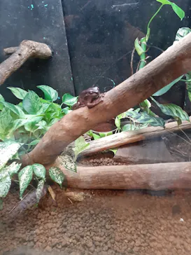 天王寺動物園に投稿された画像（2021/8/21）