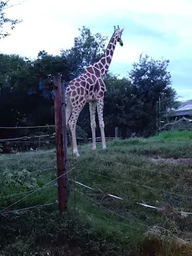 天王寺動物園に投稿された画像（2021/8/21）