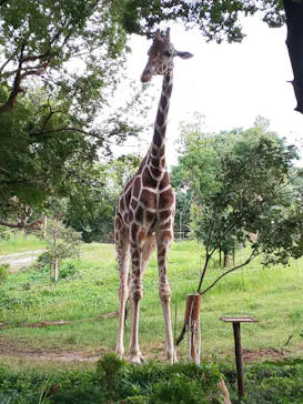 天王寺動物園に投稿された画像（2021/8/21）