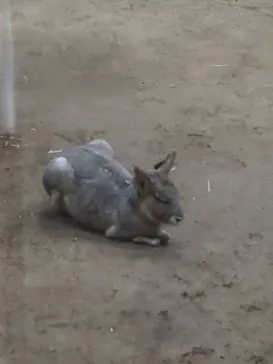 天王寺動物園に投稿された画像（2021/8/21）