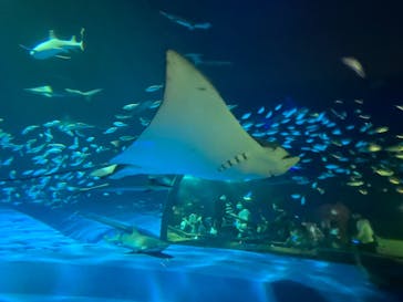 島根県立 しまね海洋館に投稿された画像（2021/8/21）