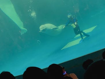 島根県立 しまね海洋館に投稿された画像（2021/8/21）