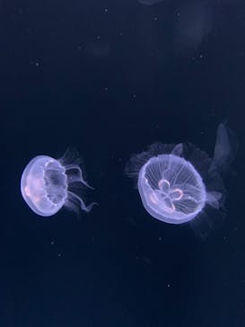 サンシャイン水族館に投稿された画像（2021/8/21）