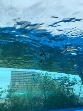 サンシャイン水族館に投稿された画像（2021/8/21）