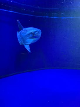 サンシャイン水族館に投稿された画像（2021/8/21）