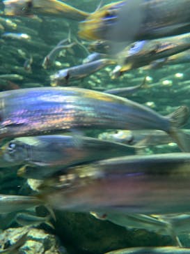 サンシャイン水族館に投稿された画像（2021/8/21）