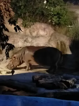 天王寺動物園に投稿された画像（2021/8/21）