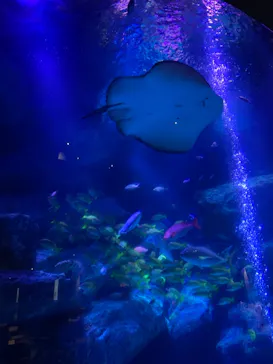 すみだ水族館に投稿された画像（2021/8/21）