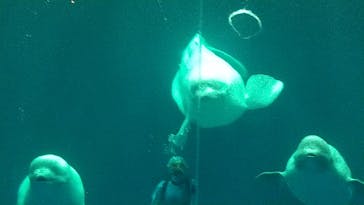 島根県立 しまね海洋館に投稿された画像（2021/8/21）