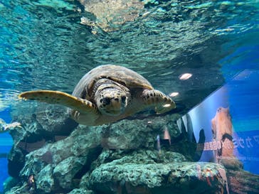 名古屋港水族館に投稿された画像（2021/8/21）