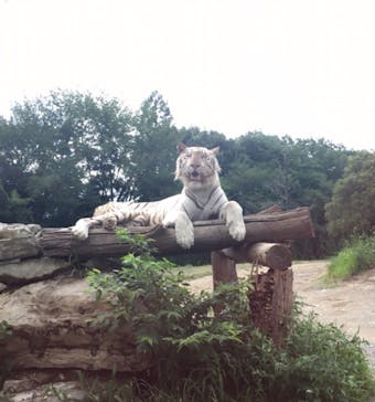 群馬サファリパークに投稿された画像（2021/8/22）