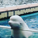 横浜・八景島シーパラダイスに投稿された画像（2021/8/22）