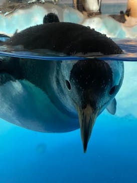 名古屋港水族館に投稿された画像（2021/8/22）