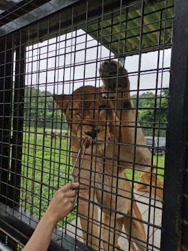 那須サファリパークに投稿された画像（2021/8/22）