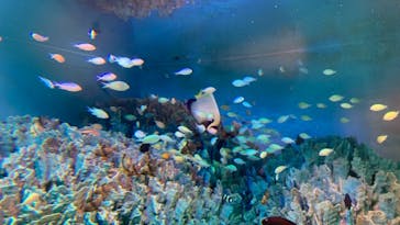 サンシャイン水族館に投稿された画像（2021/8/22）