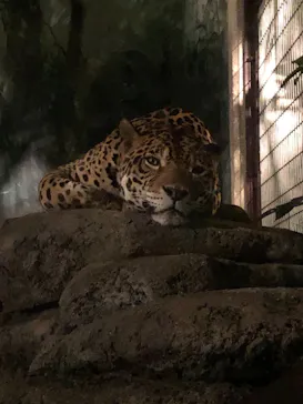 天王寺動物園に投稿された画像（2021/8/22）