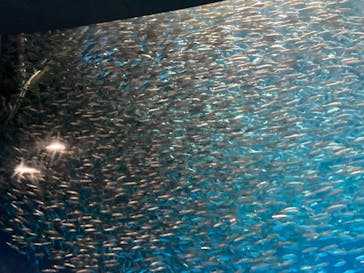 名古屋港水族館に投稿された画像（2021/8/22）