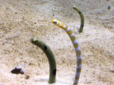 すみだ水族館に投稿された画像（2021/8/22）