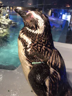 すみだ水族館に投稿された画像（2021/8/22）