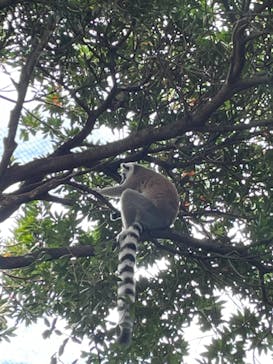 神戸どうぶつ王国に投稿された画像（2021/8/22）