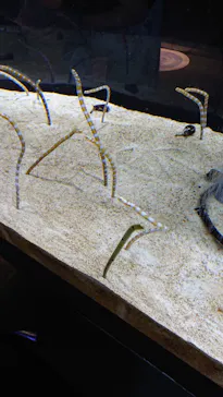 すみだ水族館に投稿された画像（2021/8/22）