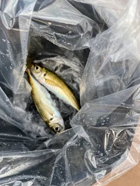 横浜・八景島シーパラダイスに投稿された画像（2021/8/22）