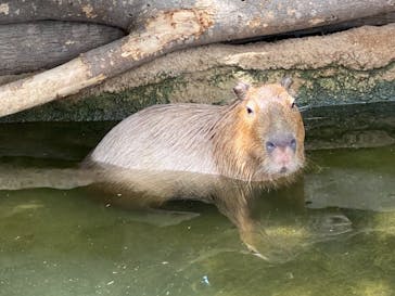 神戸どうぶつ王国に投稿された画像（2021/8/22）