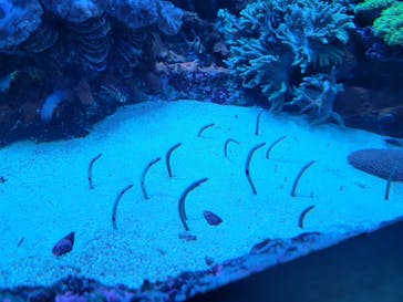 サンシャイン水族館に投稿された画像（2021/8/22）