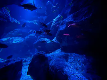 すみだ水族館に投稿された画像（2021/8/22）