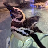 すみだ水族館に投稿された画像（2021/8/22）