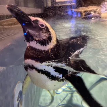 すみだ水族館に投稿された画像（2021/8/22）