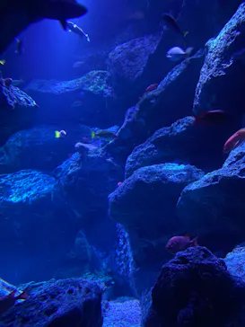 すみだ水族館に投稿された画像（2021/8/22）
