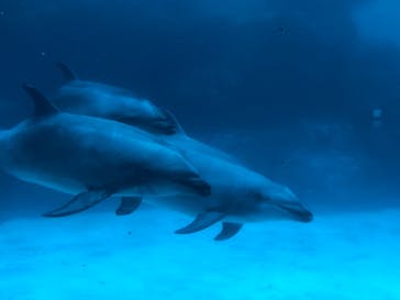 名古屋港水族館に投稿された画像（2021/8/22）