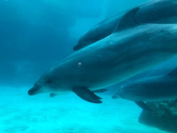 名古屋港水族館に投稿された画像（2021/8/22）