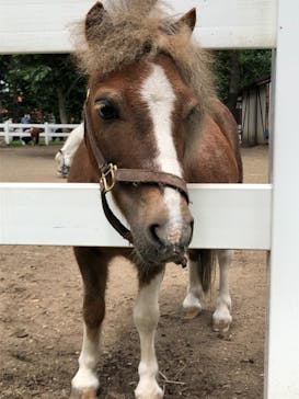 ノーザンホースパークに投稿された画像（2021/8/22）