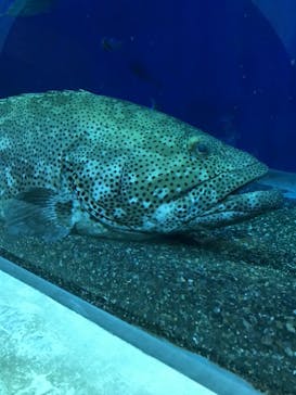 大分マリーンパレス水族館 「うみたまご」に投稿された画像（2021/8/22）